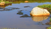 PICTURES/Mount Evans and The Highest Paved Road in N.A - Denver CO/t_Bog6.JPG